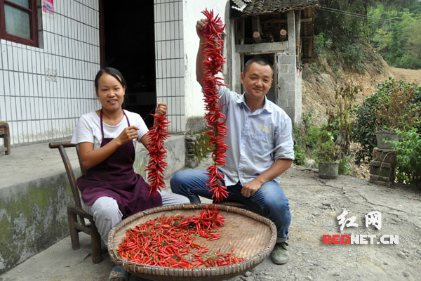 永顺县三家田村,村民孙江山夫妇享受着辣椒丰收的喜悦.