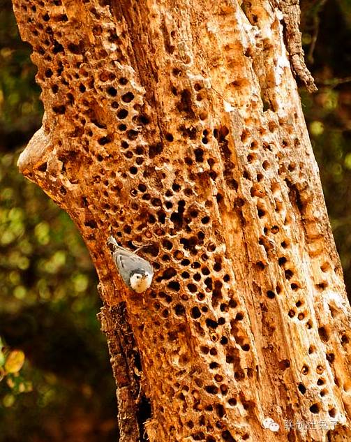 这些树木被啄得千疮百孔当地居民居然不管不问