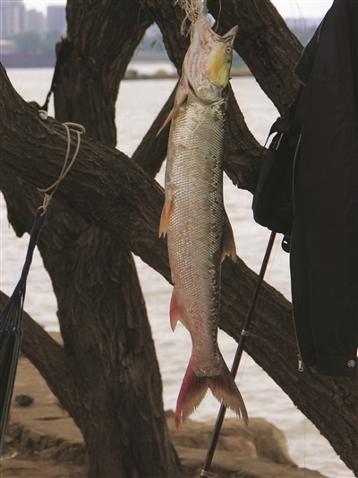 竟然是人称"水老虎"的鳡鱼