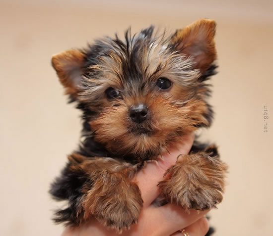 看到它们就心情好(三)