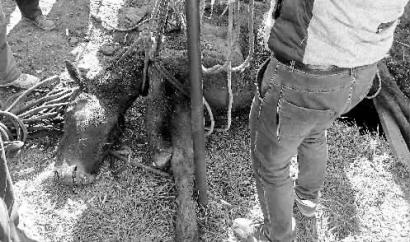 马葫芦口救马 真的很难