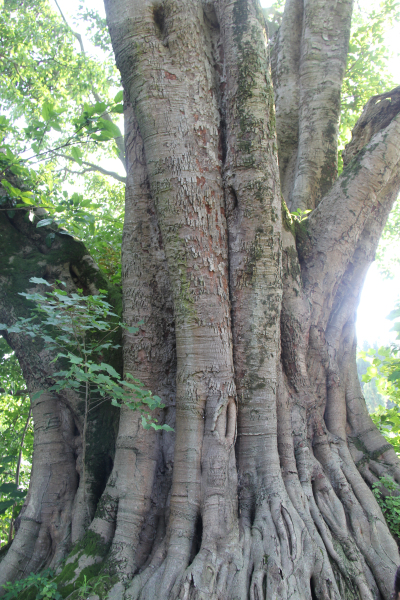 最美古树名木七姐妹共一树