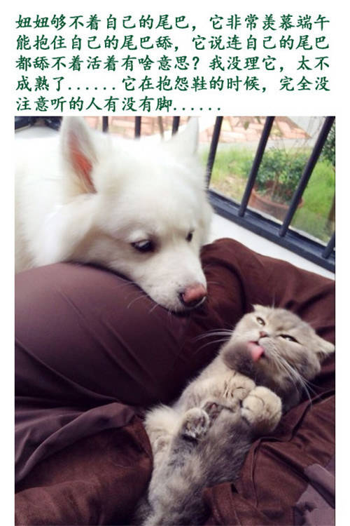 只要你一个眼神肯定,这就是猫和狗的默契!