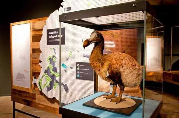 物种灭绝不只是地球生命的重新洗牌