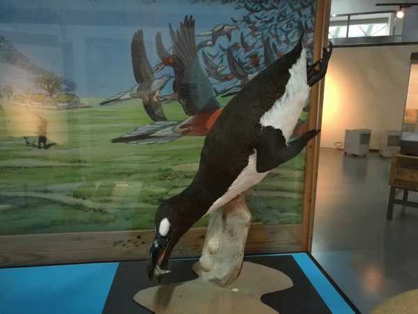 物种灭绝,不只是地球生命的重新洗牌