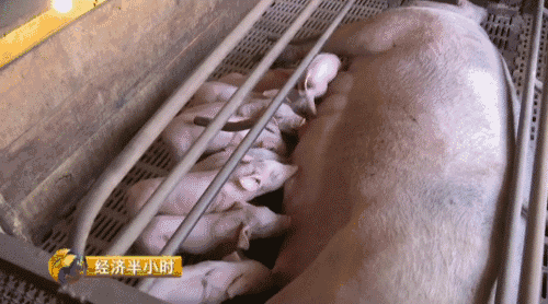 北大才子养猪记一年卖出10个亿有啥秘笈