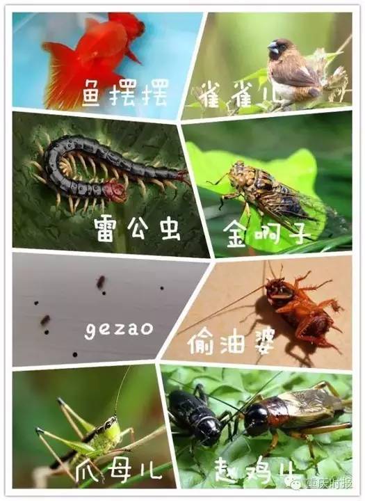 户口在重庆的,打死也要看一下!