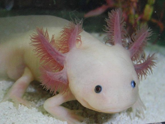 这种粉红色小可爱俗称六角恐龙,人见人爱,治愈力满格.▼