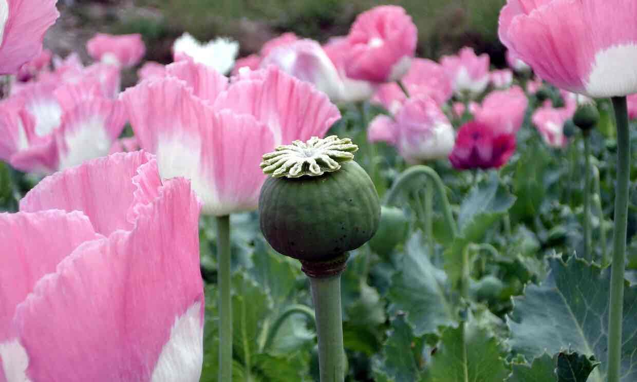 罂粟曾是阿富汗塔利班资金一大来源【环球网综合报道】据英国《卫报》