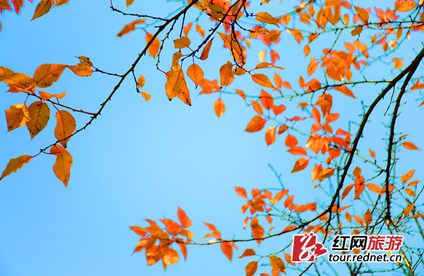 你知道樱树冬天长啥样吗?原来比春天更绚烂(图)|植物园|时间|樱花_新浪新闻