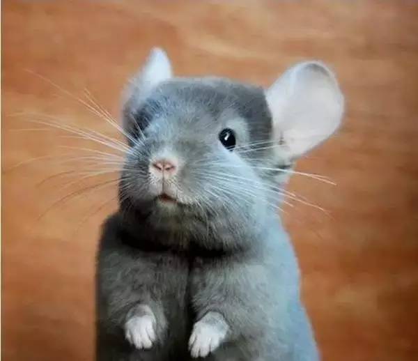 18种可爱却不常见的蠢萌动物萌化这个周末