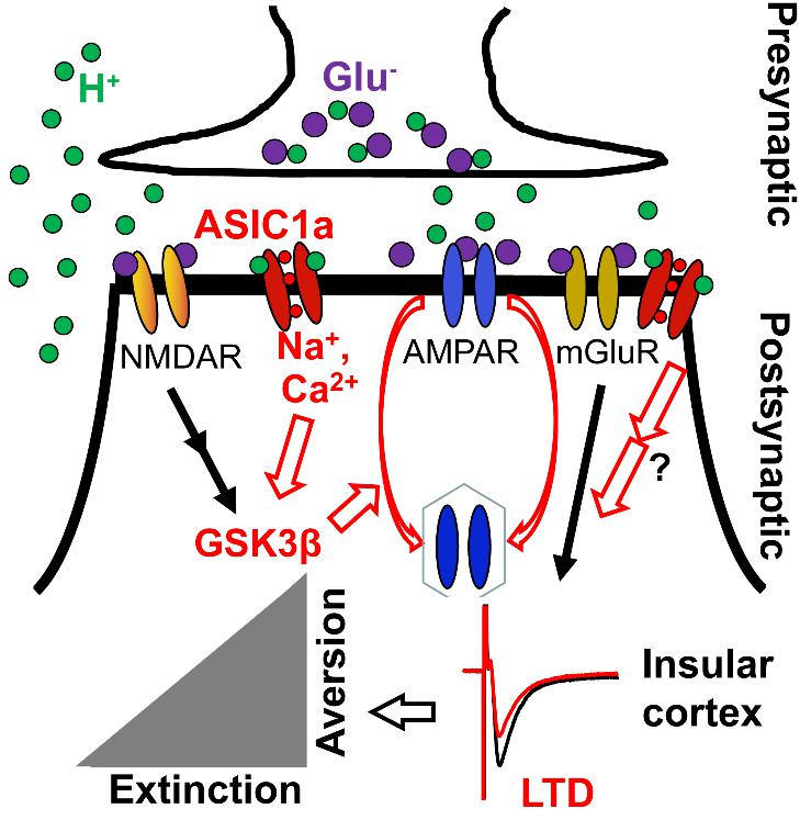 [交大智慧]交大课题组《自然》子刊发论揭示"味觉厌恶"相关机制[图]
