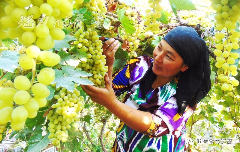 唐僧取经的故事流传至今,吐鲁番人的生活幸福而安康,自然而宁静.