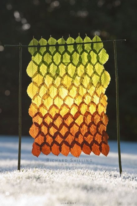 一叶知秋:绚烂的树叶彩虹