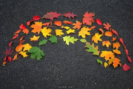 一叶知秋:绚烂的树叶彩虹