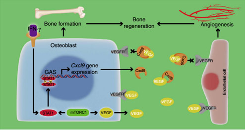 三角软骨康复运动