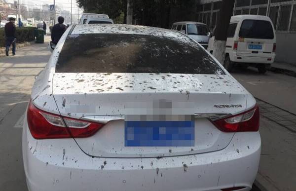 为什么车不能停在树底下 停过的车主都悲剧了