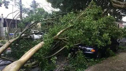 为什么车不能停在树底下 停过的车主都悲剧了