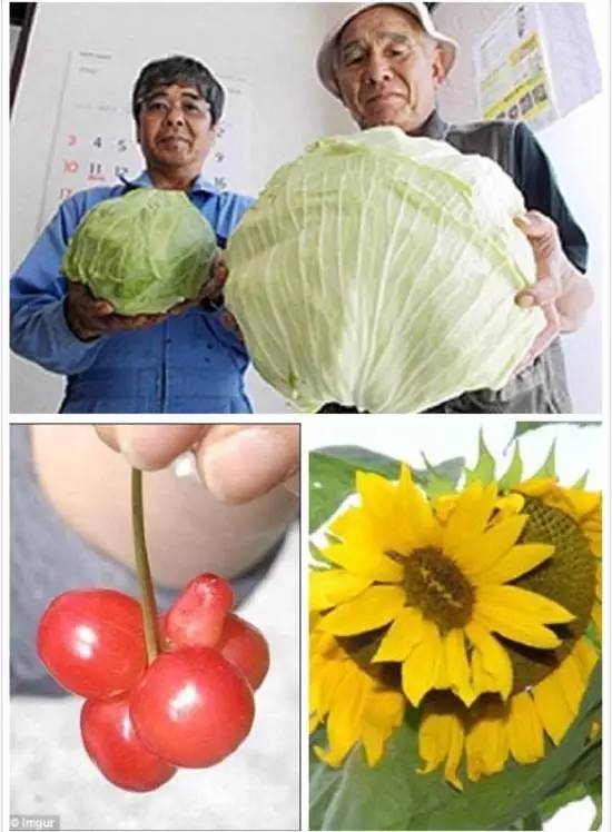 真相日本核泄漏区产巨型生蚝是基因变异这些核辐射谣言不可信