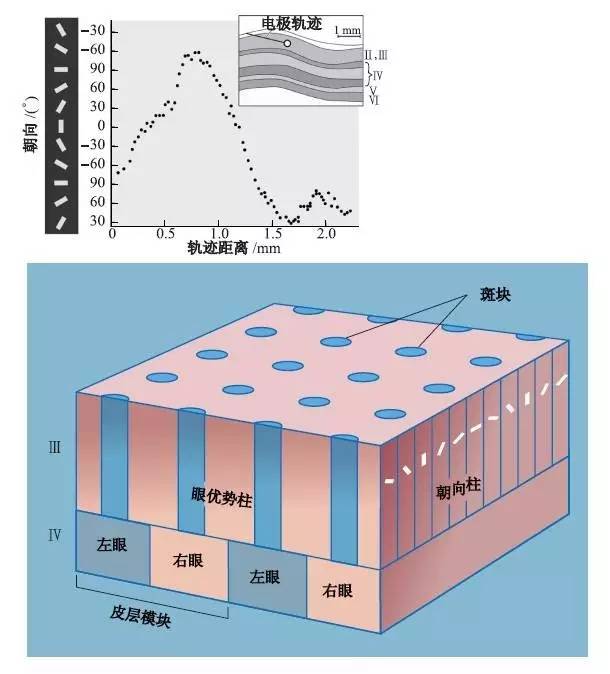 休伯尔和维泽尔发现初级视皮层的功能柱结构以后,在相当长的一段时间