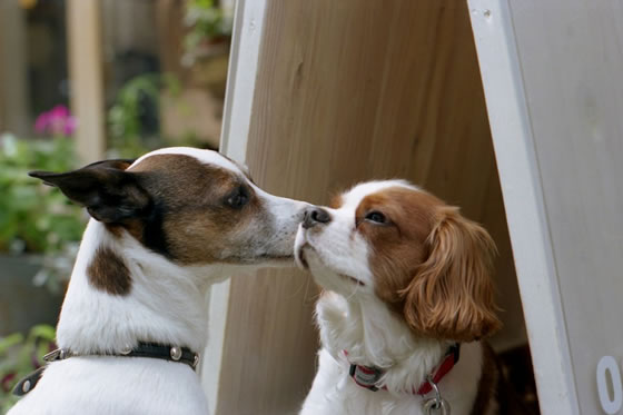 动物界"接吻大赛":你们这样秀恩爱真的好吗?