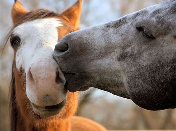 动物界"接吻大赛":你们这样秀恩爱真的好吗?|搞笑_新浪新闻