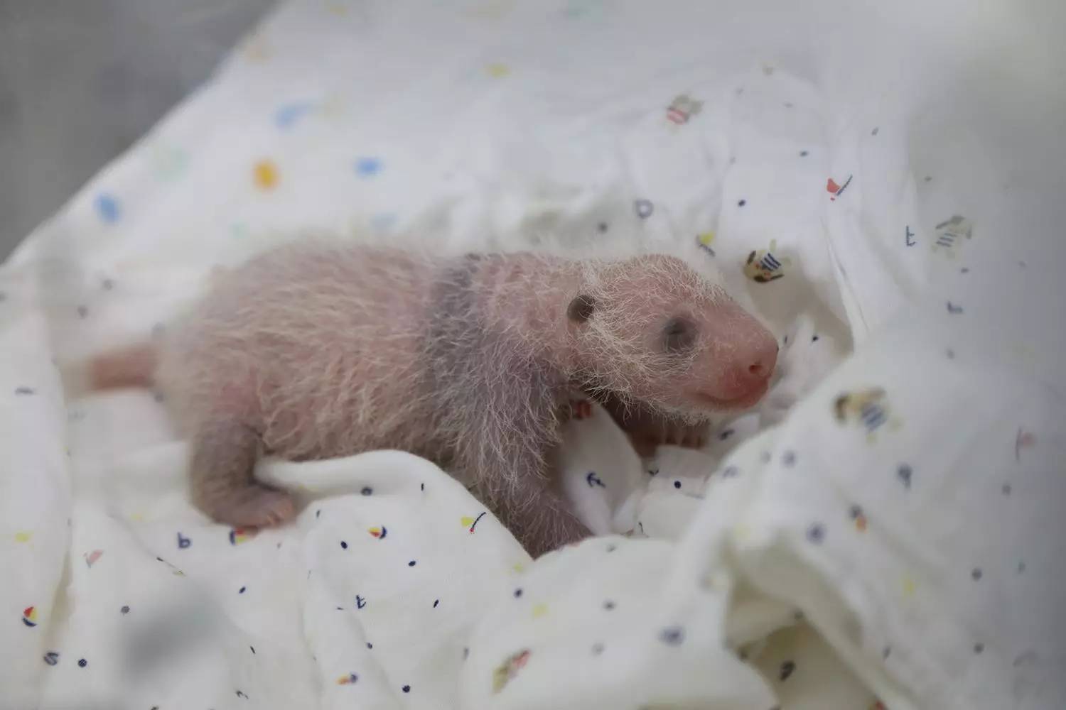 心疼!首个在沪出生熊猫宝宝"花生"不幸去世,生前救治画面曝光