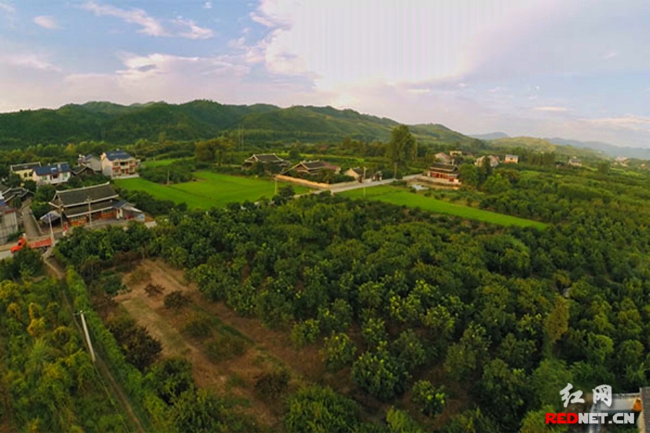 俯瞰太阳坪村,家家户户都有成片的水蜜桃,金秋梨,柑橘,树莓等果园.