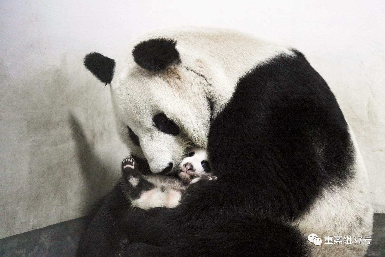 當日,上海野生動物園為大熊貓寶寶舉行了