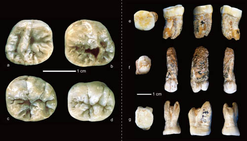 龙骨洞遗址发现的古人类牙齿化石(刘武供图)