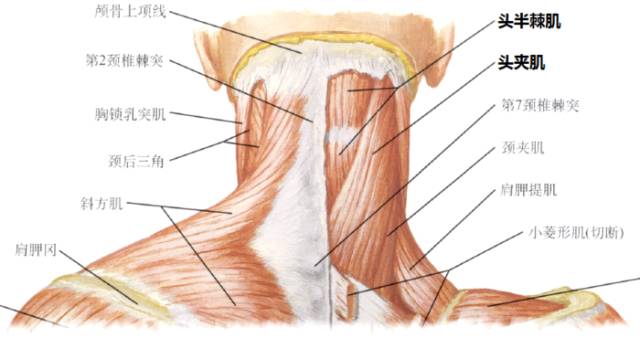 按摩瘦脸听着就没谱可是脸真的变小了是怎么回事