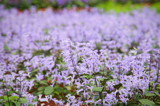 南沙百万葵园紫凤凰紫气东来,美不胜收,赶紧来过个花开富贵的新年