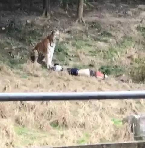 上海动物园老虎咬人图片