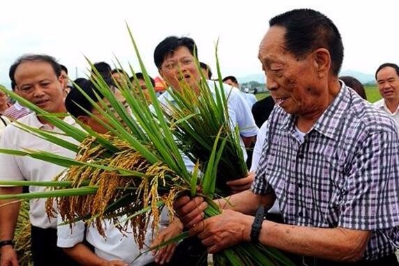 追梦中国影响力袁隆平稻田守望者
