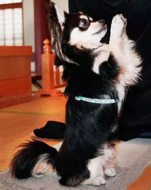 你见过会拜佛的动物吗?精心整理,太有爱了!