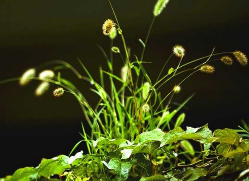 华龙网摄友linsen99作品墙头草