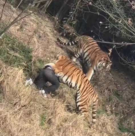 生死瞬间:宁波老虎伤人事件全景扫描