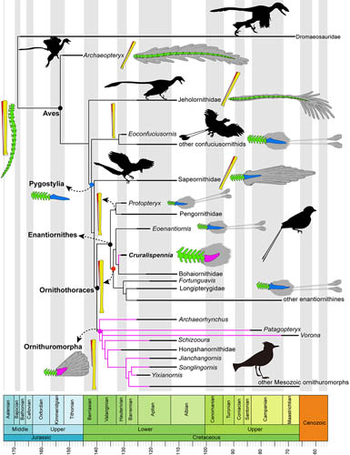 新发现揭示早期鸟类尾骨与尾羽独立演化方式