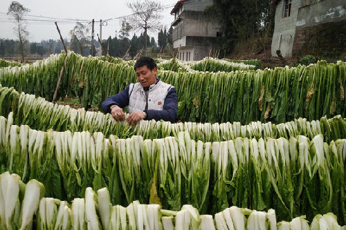 大足:冬菜喜获丰收 农户收入看涨