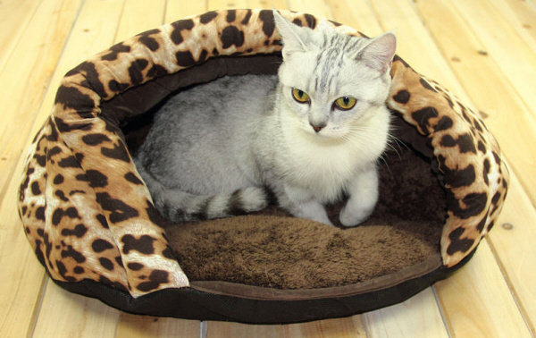 用高标号的油品，提前保养真对爱车更好？