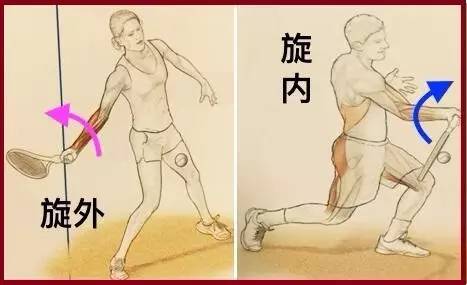 干货丨网球正手鞭打的奥秘