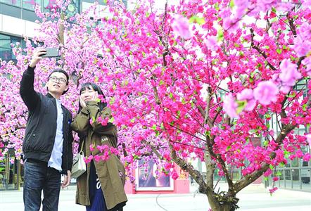 晨报记者 何雯亚大宁音乐广场的桃花休憩 区昨天吸引了众多情侣.