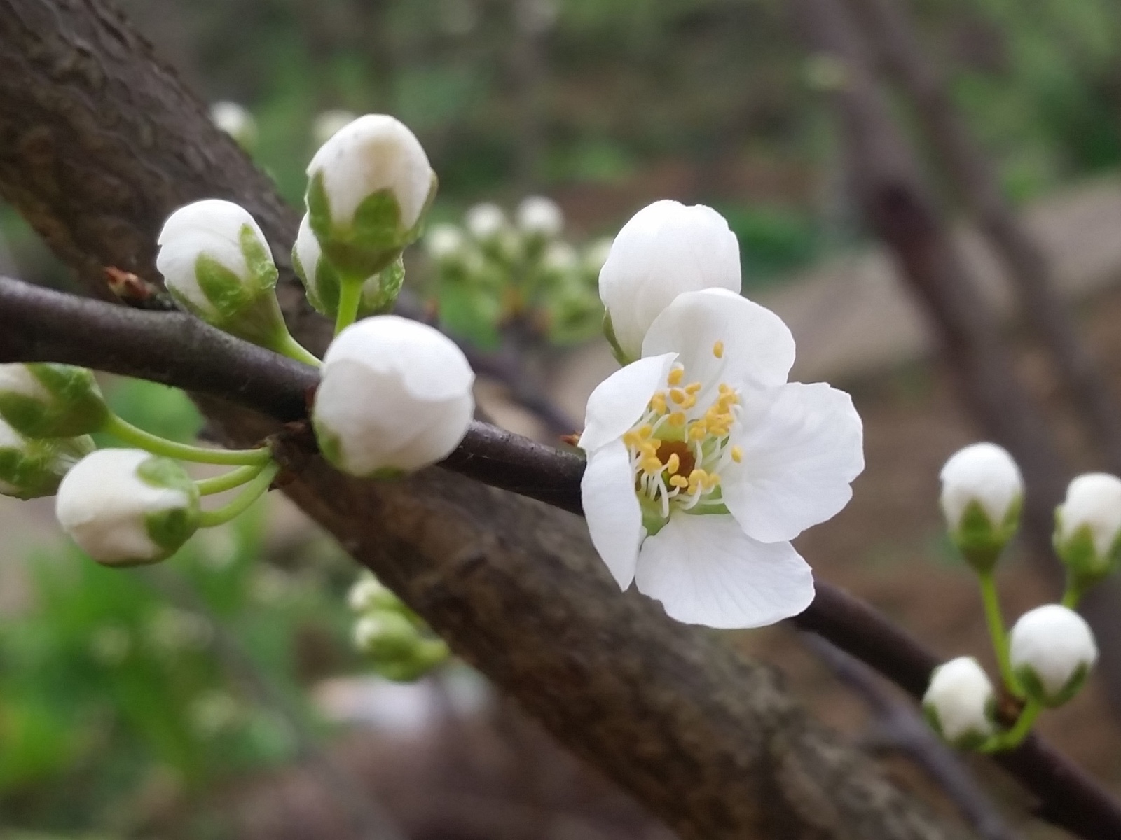 (篱落疏疏一径深树头花)篱落疏疏一径深树鸣