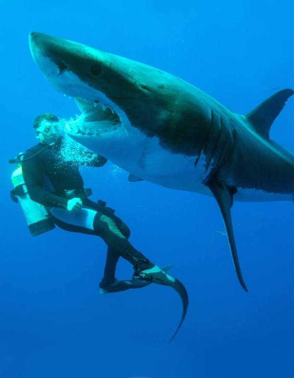 人鲨互动_新浪新闻