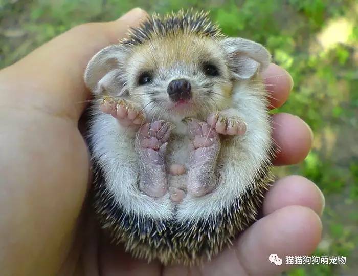 呆萌可爱小刺猬|刺猬|呆萌|可爱_新浪新闻