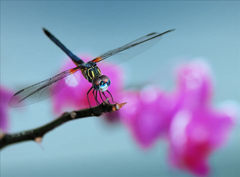 bill mangold:微距作品很"有爱"