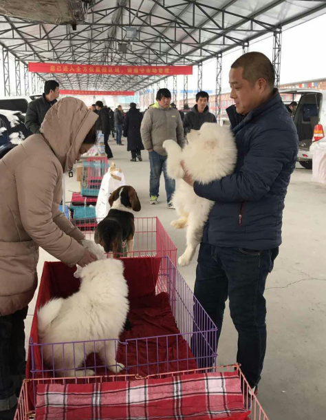 梨园狗市月末关张 9成商家转场燕郊京丰宠物基地
