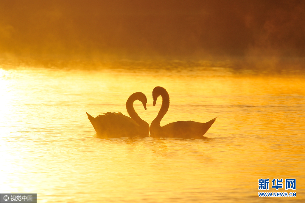 克罗地亚两天鹅互生爱意摆心形单身天鹅冷眼旁观组图