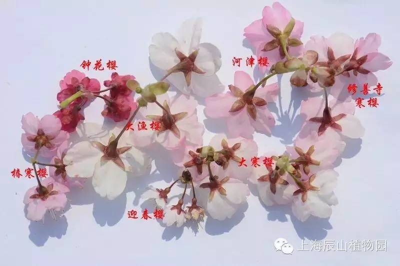 特征 图片来源:辰山植物园乱花渐欲迷人眼,教你怎么认樱花啥花潭水深