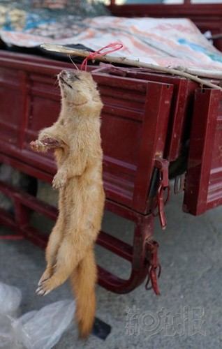 农村集市卖黄鼠狼 摊主称60元1只保证野生(图)